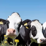 Cows-in-a-field-shutterstock_1200x627-(005).jpg