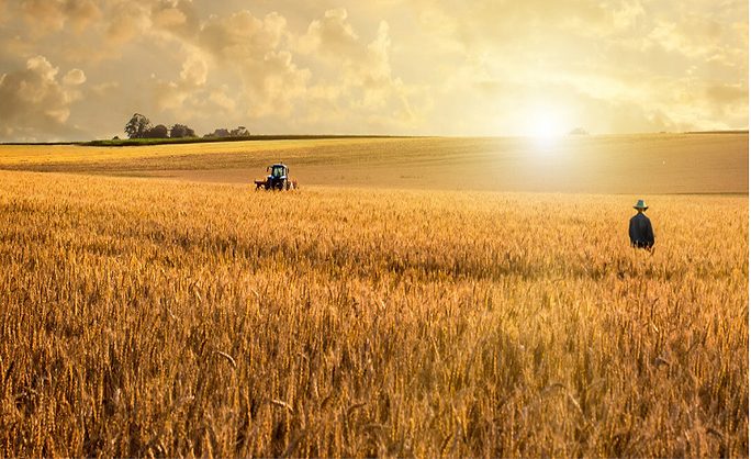 olivenbaum zu hause Olivenbaum auf Stamm kaufen | Olea europaea