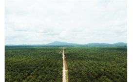 Cargill Palm Oil Plantation-2.jpg