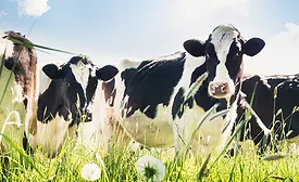 FDA releases avian flu research