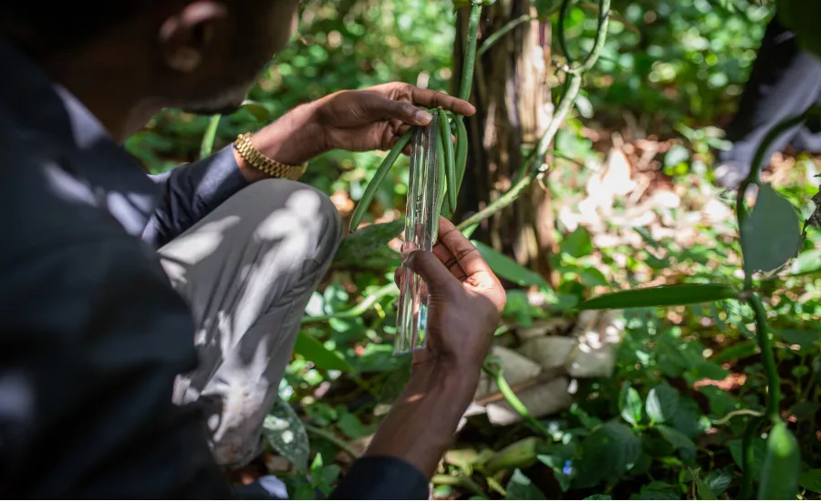 Uganda Vanilla exports posts records