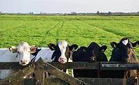 United Dairy announces expansion