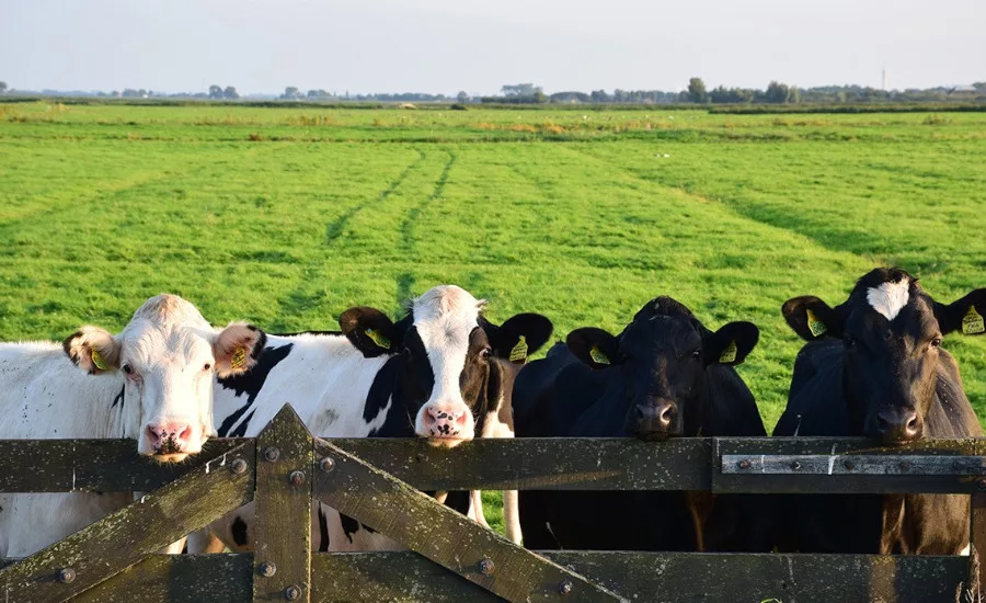 United Dairy announces expansion