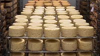 Cheese