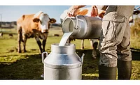 cow art for bird fluarticle.jpg cow art for bird fluarticle.jpg