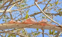 Alland-Robert-Senegal-acaica-gum-Kim-Decker-Dairy-Foods-0229.jpg Alland-Robert-Senegal-acaica-gum-Kim-Decker-Dairy-Foods-0229.jpg