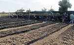 Alland-Robert-Senegal-acaica-gum-Kim-Decker-Dairy-Foods-8883.jpg