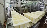 Inside Arla’s cheese plant: the largest Havarti producer in U.S.