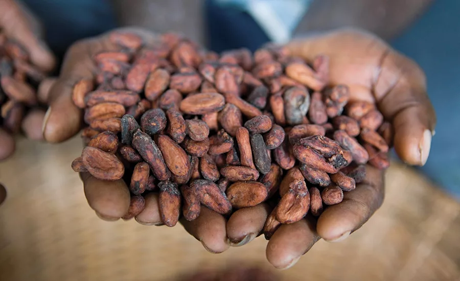 The long and winding road to cacao traceability