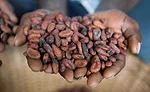 The long and winding road to cacao traceability