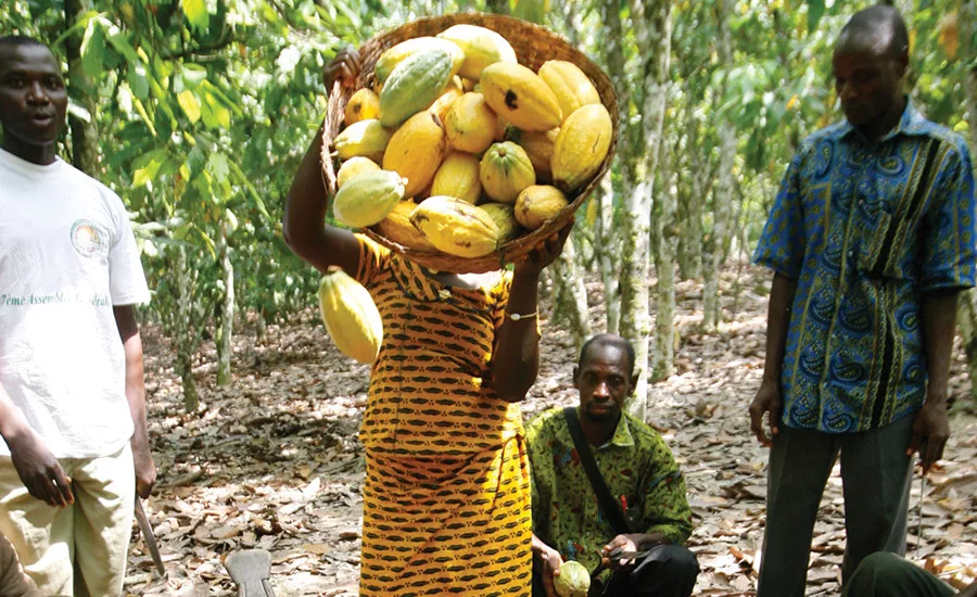 The long and winding road to cacao traceability