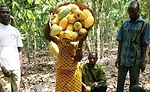 The long and winding road to cacao traceability