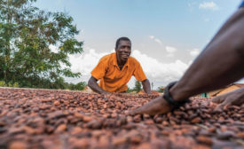 An inside look at Barry Callebaut’s cocoa production in West Africa