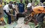 An inside look at Barry Callebaut’s cocoa production in West Africa
