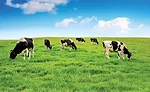 Organic and natural food options are on the rise