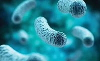 Dairy processors, consider the probiotic strain 