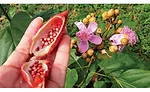 Frutarom Natural Solutions Ltd