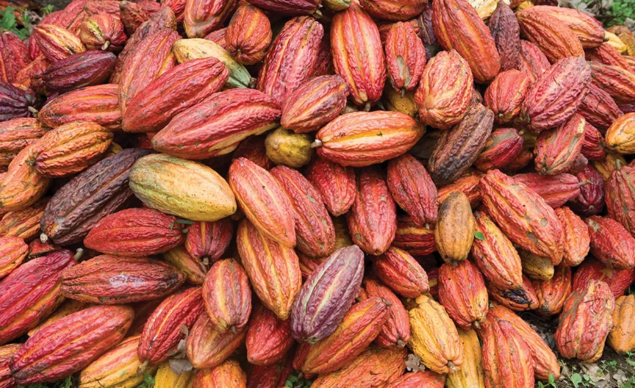 Environmental, social issues threaten chocolate and cocoa