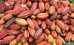 Environmental, social issues threaten chocolate and cocoa