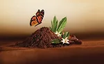 Olam Cocoa