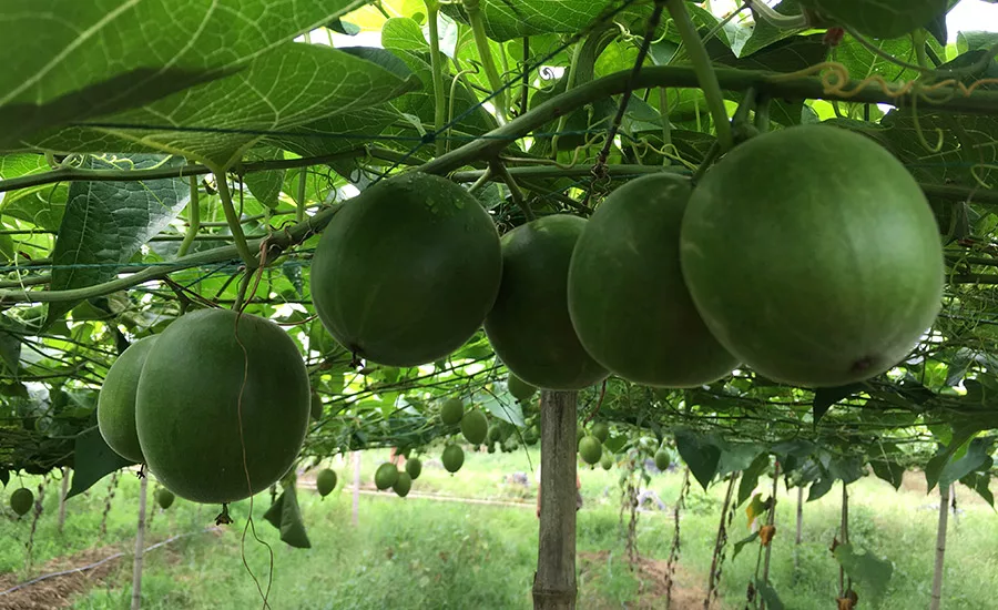 Monk Fruit Corp.