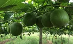 Monk Fruit Corp.