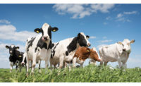Organic dairy processors have a mission