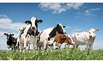 Organic dairy processors have a mission