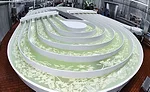 Cheese sticks travel through a lazy river of brine for 10 minutes before entering the packaging department. 