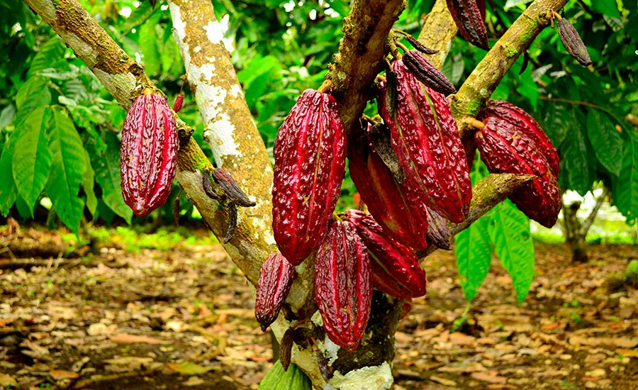 Spice Plants