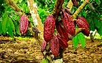 Spice Plants