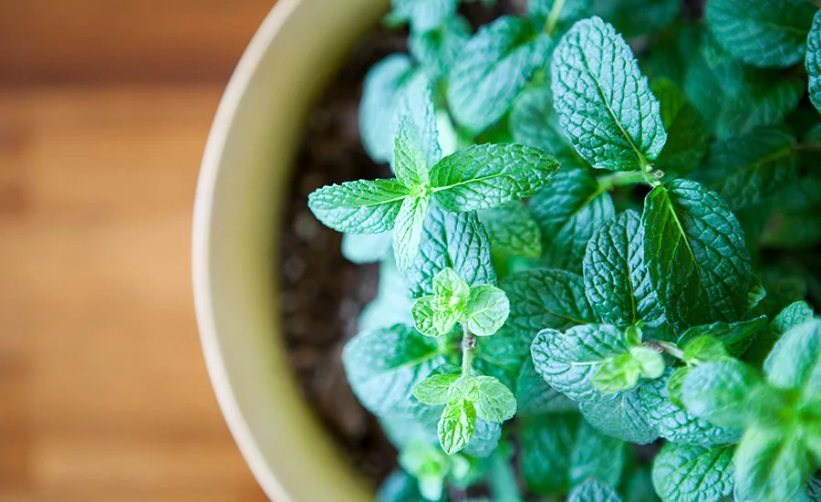 Herb plant