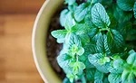 Herb plant