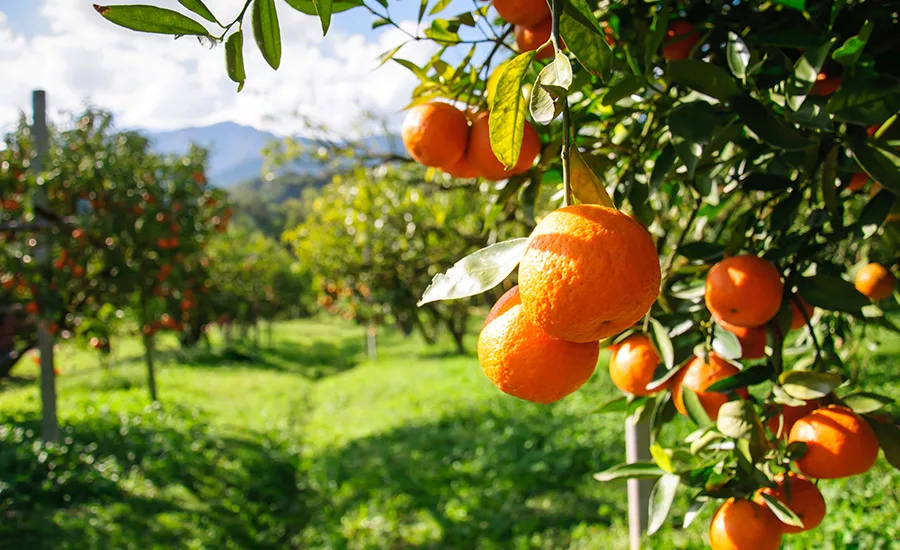 Orange Trees