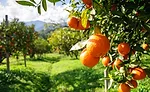 Orange Trees