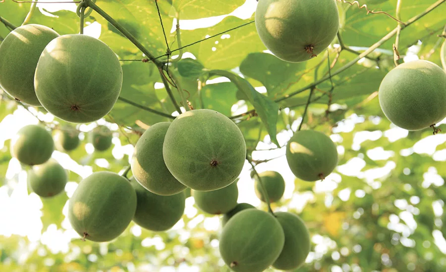 Monk Fruit