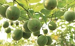 Monk Fruit 