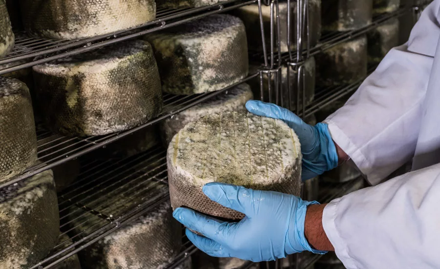 Blue cheese inspection