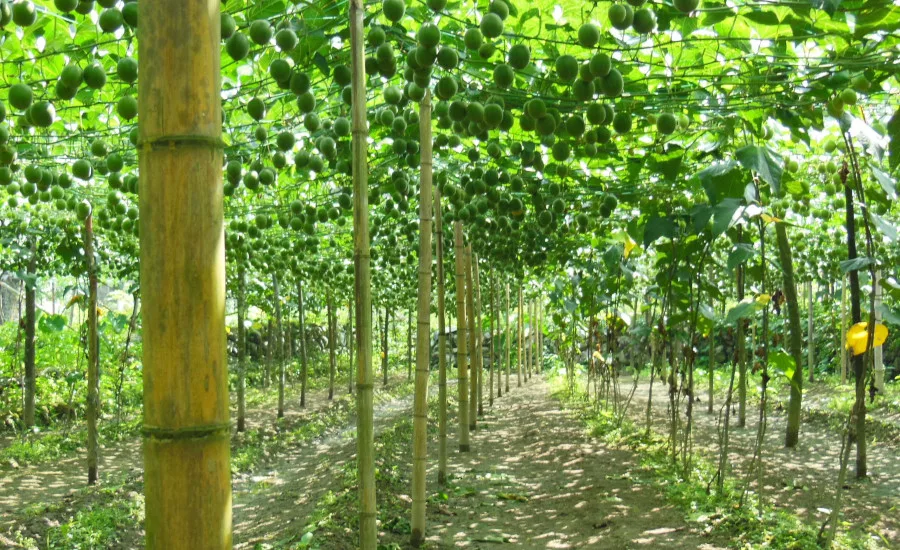Monk Fruit Corp