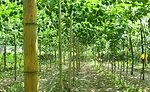 Monk Fruit Corp