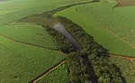Global Organics