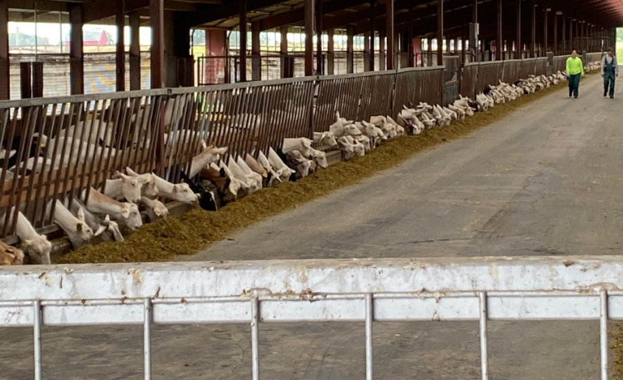 goats eating