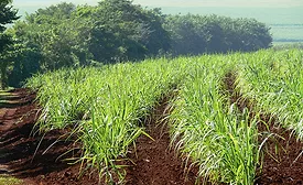 Environmental concerns in the development of ingredients are becoming commonplace.