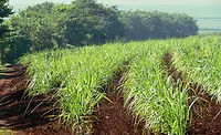 Environmental concerns in the development of ingredients are becoming commonplace.