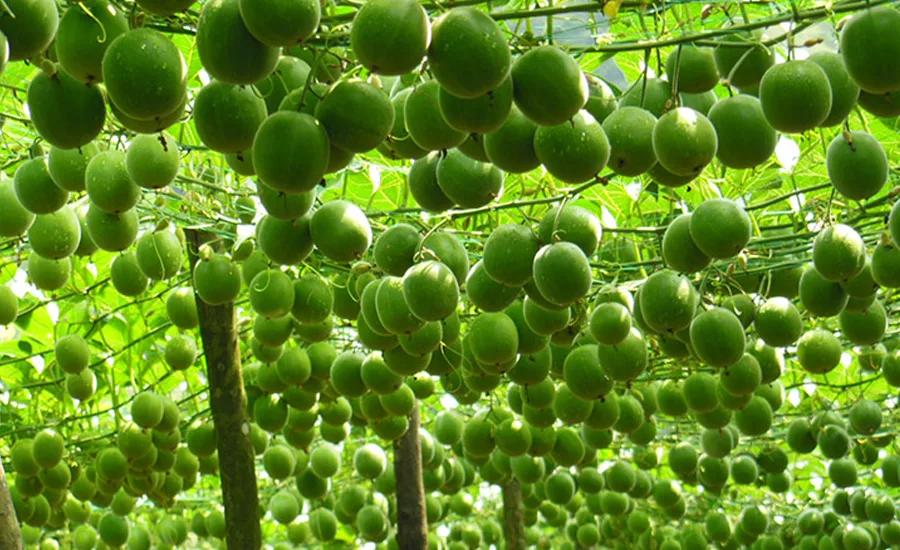 Monk Fruit