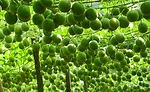 Monk Fruit