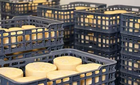 cheese exports