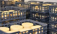 cheese exports