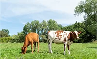 Cows infected with bird flu range in symptoms Cows infected with bird flu range in symptoms