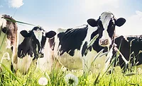 cows cows